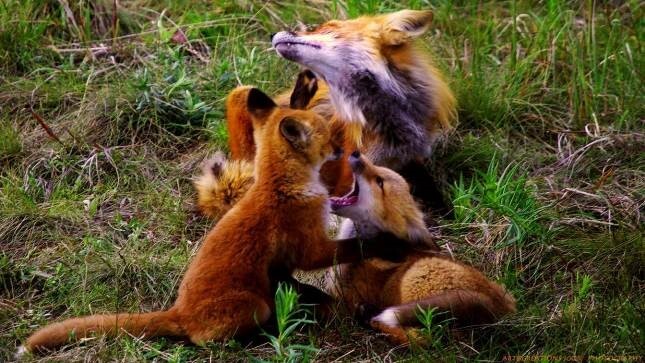 Счастливая мать