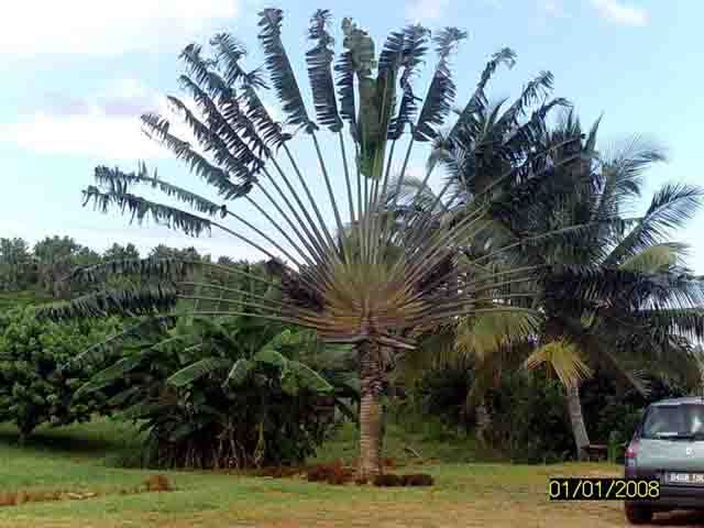 Веерная пальма, на Мадагаскаре очень распространена / Невидимые для ...