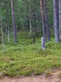 Хозяин территории. Проверяет, все ли в порядке