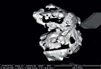 Месторождение Хлебопёк. Детализация форм одной из микрочастиц золота в коре выветривания. Увеличение 25-30 раз. Чётко видны формы роста и растворения