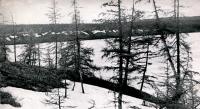 Редкие северные деревья и вид на реку Эльгу